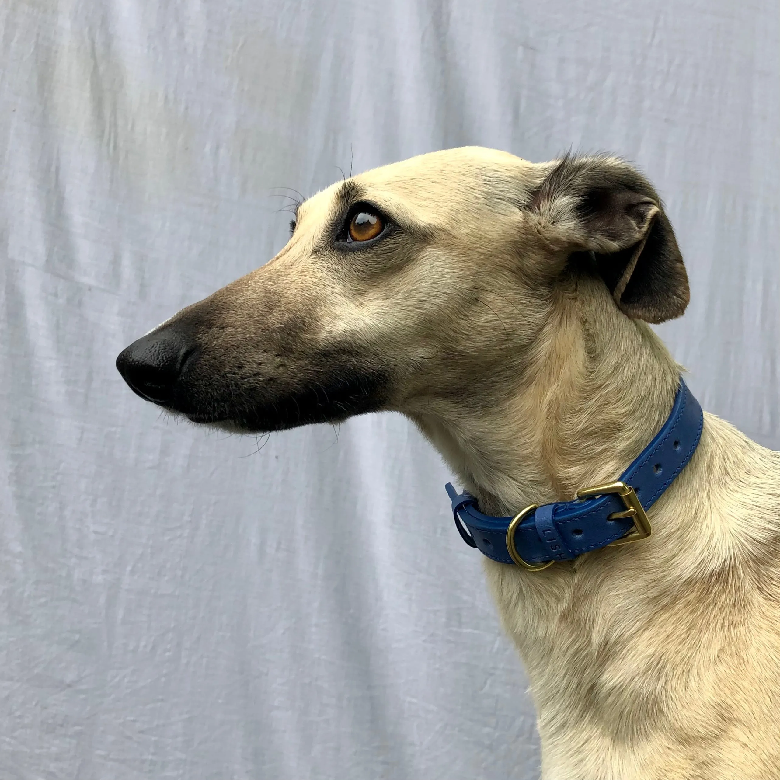 Coopers Cobalt Blue Luxury Leather Designer Dog Collar